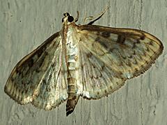 Bold-feathered Grass Moth
